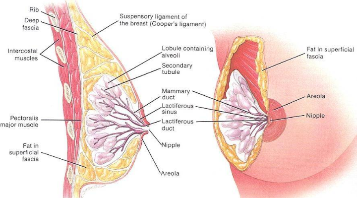 tumor ganas vs jinak